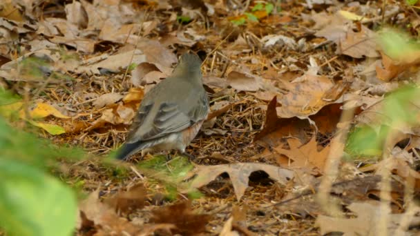 Closeup American Robin Feeding Digging Thru Fallen Fall Pines Leaves — Stock Video