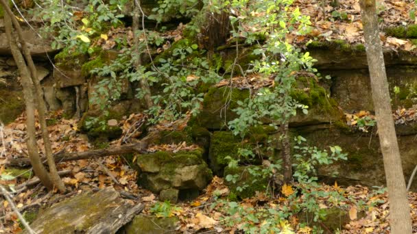 Dramatic Rocky Escarpment Forest Trail Fall Home Cute Chipmunk — Stock Video