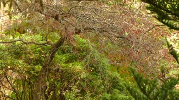 Ile Ptaków Można Znaleźć Tej Malowniczej Jesiennej Scenie Drzewem Owocach — Wideo stockowe
