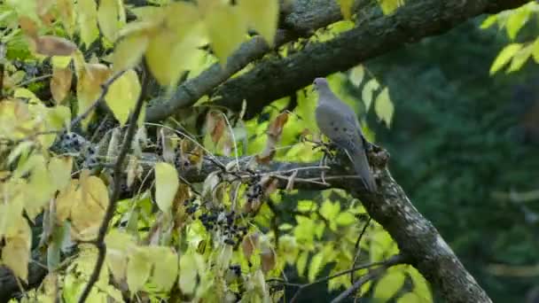 Ptak Gołąb Żałobny Kanadzie Jesienią Pochmurny Dzień Lekkim Wiatrem — Wideo stockowe