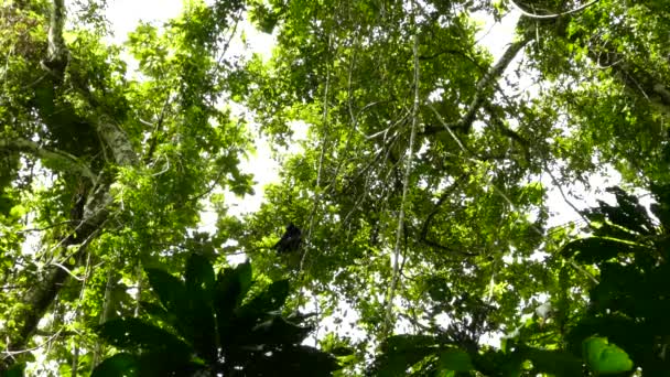 Lonely Howler Monkey Resting Forest Canopy — Stock Video