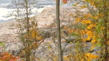 Turuncu yapraklı ağaç gururla durur bir nehrin kıyısında