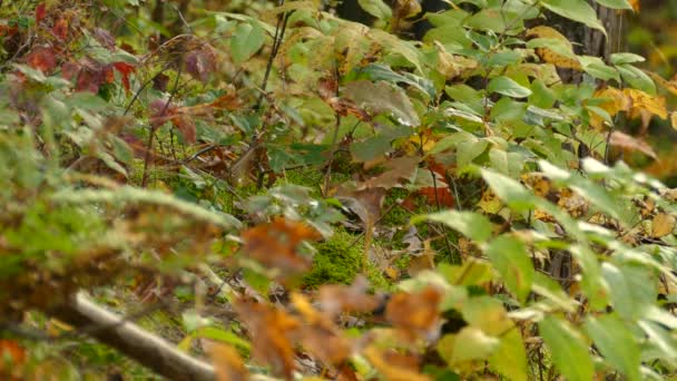 小野鸟通过落叶隐藏着美丽的黄色阴影 — 图库视频影像