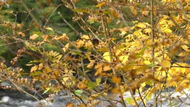 背景には白い川の急流が流れている間 鳥は秋に色の木の中に立つ — ストック動画