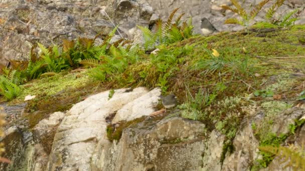 Naturaleza Siempre Prosperará Como Representa Las Aves Que Prosperan Paisaje — Vídeo de stock