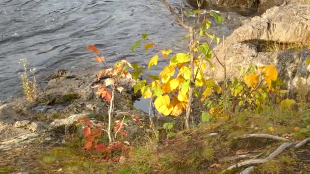 Bir Çift Junco Kuşu Güzel Bir Sonbahar Mevsiminde Nehir Kıyısından — Stok video