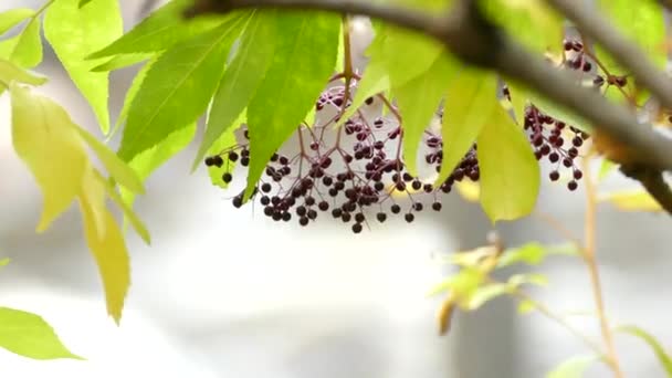 Maličké Bobule Podzim Vidět Vyfouknuté Pozadí Bokeh Pohybující Řeky — Stock video