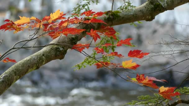 Leuchtend Rotes Laub Herbst Mit Steinklippen Und Dahinter Plätscherndem Wasser — Stockvideo