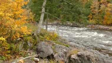 Ağaçlar bu güzel vahşi resimde açıkça gösterildiği gibi her yerde büyüyecek.