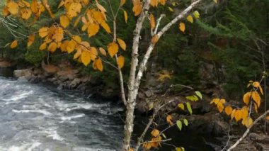 Ağaçlar, Kanada 'da şaşırtıcı mevsimsel değişimler sergilerken bizden daha uzun yaşar.