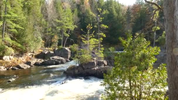 Vackert Landskap Flod Som Gör Sväng Höstskog Kanada — Stockvideo