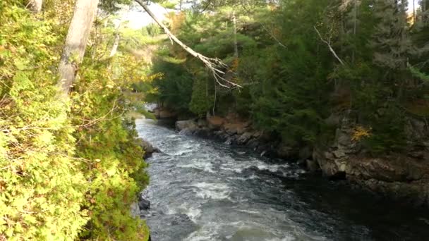Água Cascata Descendo Vale Uma Bela Floresta Mista Outono — Vídeo de Stock