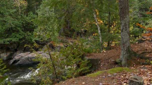 Magische Herfst Zetting Met Dennen Loofbomen Langs Oever Van Een — Stockvideo