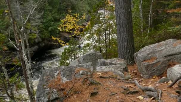 Träd Från Blandskog Har Inga Problem Att Växa Stenigt Golv — Stockvideo