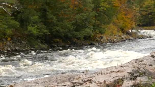 Смешанные Леса Канады Заполнены Водоёмами Подобными Этой Потрясающей Реке — стоковое видео