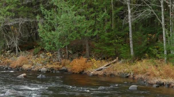 Végétation Pousse Sur Les Rives Rivière Tandis Que Ses Couleurs — Video