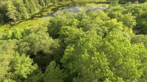 暗い純粋な水で湖に向かって森の端を飛んでドローン — ストック動画