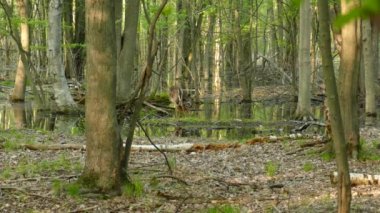 Anne geyik ve yavrusu su altında kalan doğal sulak alanlarda.