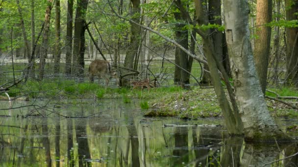 Hermoso Paisaje Conservación Humedales Con Ciervos Madre Agua — Vídeos de Stock