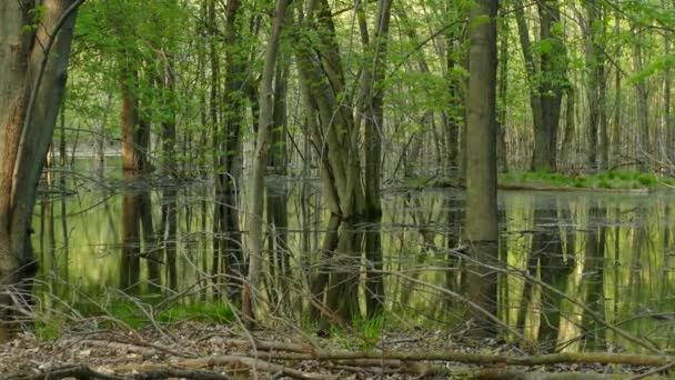 Plan Panoramique Paisibles Terres Humides Luxuriantes Paisibles Abritant Des Cerfs — Video