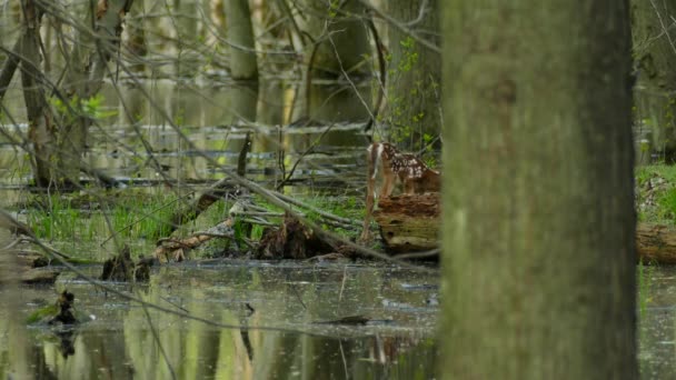 Fawn Met Zwakke Kleine Pasgeboren Benen Witte Vlekken Zijn Natuurlijke — Stockvideo