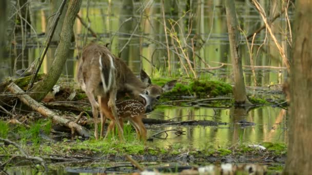 Círculo Vida Retratado Esta Escena Naturaleza Pura Con Reflejo Espejo — Vídeos de Stock