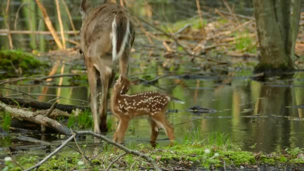 Sobredosagem Fofura Aguarda Quando Bebê Fawn Luta Para Seguir Mãe — Vídeo de Stock