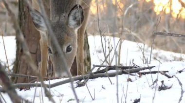 Geyiğin kafasının karla otladığı güzel bir kış görüntüsü. Arkasında gün batımı var.