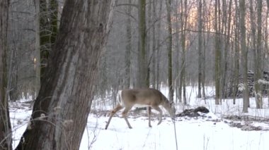 Karda çalı çırpı otlarken daha küçük geyikler sabit bir tempoda yürüyor
