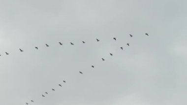 Güzel gökyüzünde uçan güçlü kazlar tarafından sergilenen mükemmel V şekli.