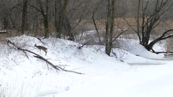 Genç Geyik Kışın Yoğun Karla Kaplı Bir Nehrin Setlerine Tırmanıyor — Stok video