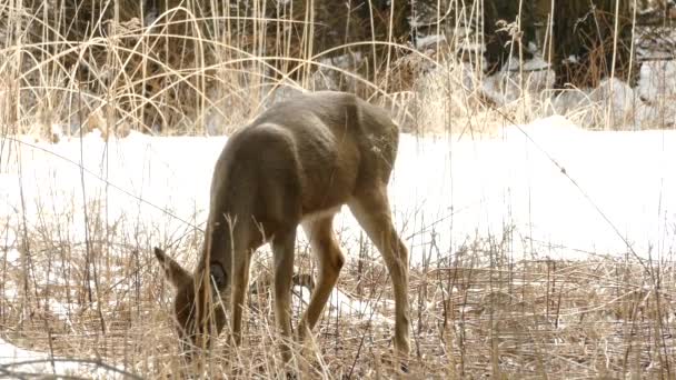 在一个温和宜人的冬日下午 一只鹿在干枯的树枝上吃草 — 图库视频影像