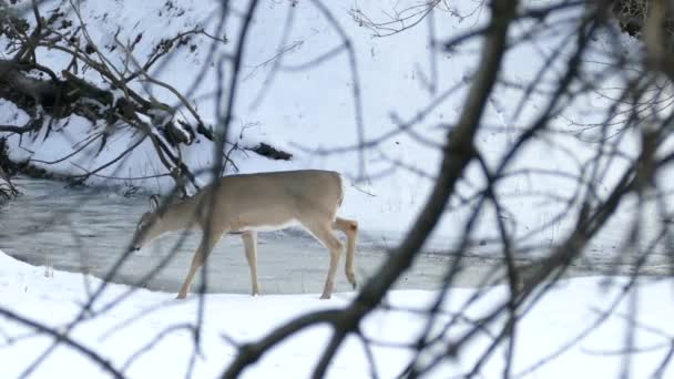 Bella Fauna Selvatica Presenta Quelli Che Sanno Come Osservarlo Inverno — Video Stock