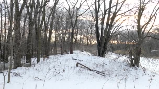 Zoogdieren Noord Amerika Ecologisch Reservaat Hebben Weinig Bedreigingen Winter Stockvideo