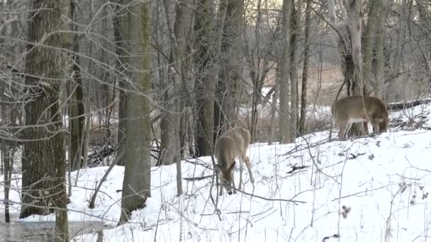 Extended One Minute Shot Deer Walking Snow Next Frozen Ponds — Stock Video