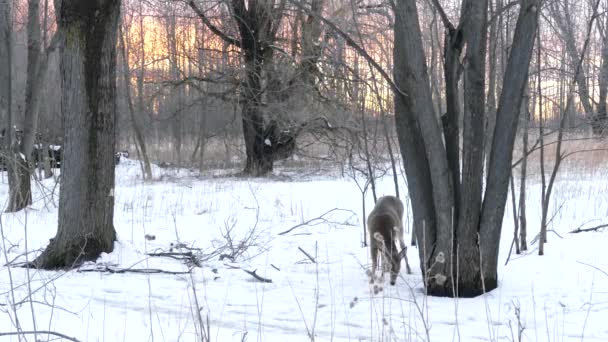 Coucher Soleil Rose Marque Fin Journée Pour Spécimen Sain Cerf — Video