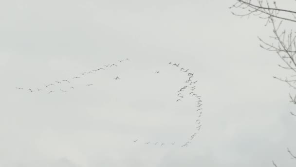 Fågelbildning Tar Form Som Flockar Gås Flyga Tillsammans Och Ordna — Stockvideo