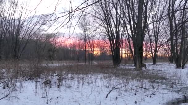 Coucher Soleil Magenta Sur Forêt Ouverte Hiver Avec Cerf Dans — Video