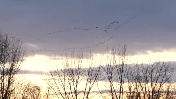 Vloeibare Beweging Veroorzaakt Door Zwermen Vogels Vlucht Bij Dageraad Met Rechtenvrije Stockvideo