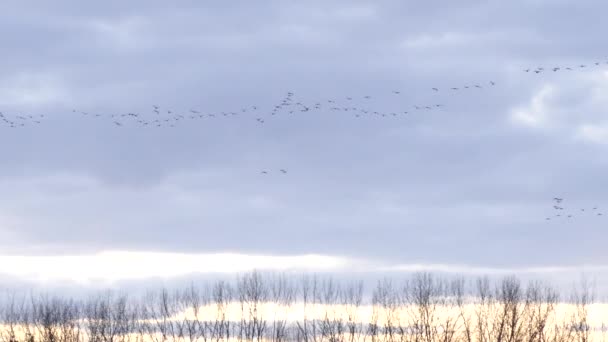Zachód Słońca Czas Lot Dla Tych Ptaków Zbierających Się Stadach — Wideo stockowe