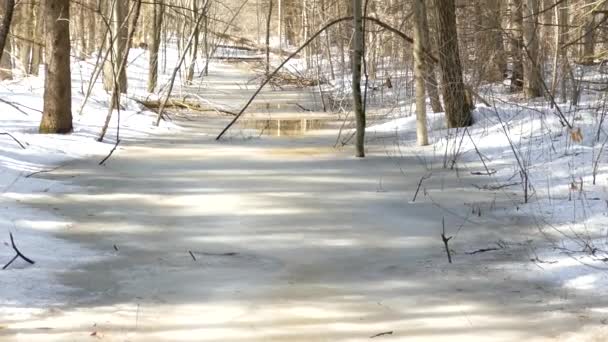 Schöner Naturpfad Wald Einem Erwachenden Tag Vorfrühling — Stockvideo