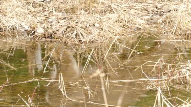 春の解凍による天然の水たまりを反映して鹿を示すクールなショット — ストック動画