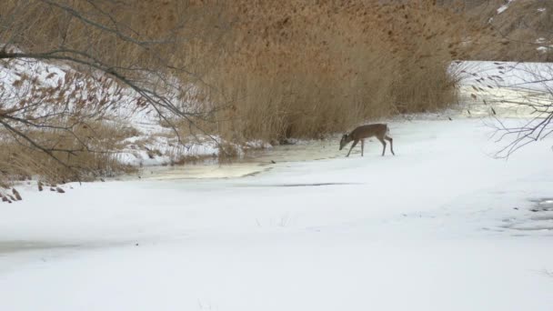 Красивая Необузданная Зимняя Река Замерзает Каждый Год Позволить Оленям Ходить — стоковое видео