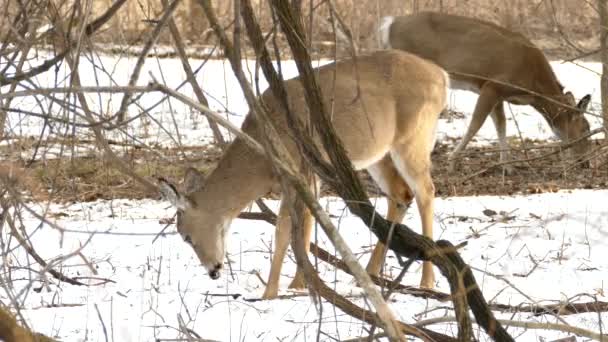 Cerf Mange Premier Plan Tandis Autre Broute Arrière Plan — Video