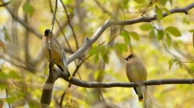 Rengarenk tüyleri olan çift çift balmumu sedir kuşu.