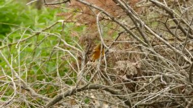 Dişi Baltimore Oriole kuşu dal toplarken çarpıcı çeviklik sergiliyor