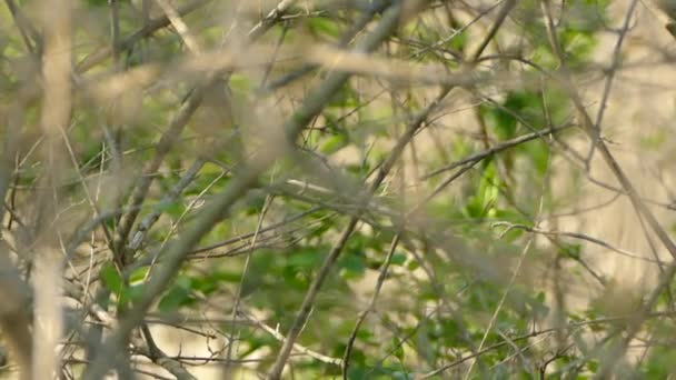 Paruline Magnolia Oiseau Sautillant Nageant Sur Branche Feuille Verte Pour — Video