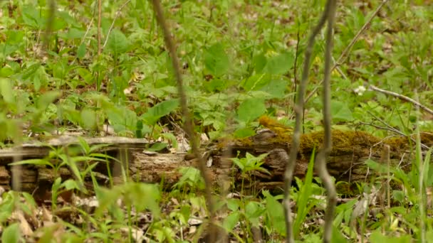 Begane Grond Van Een Gele Warbler Die Rondhuppelt Mooi Houten — Stockvideo