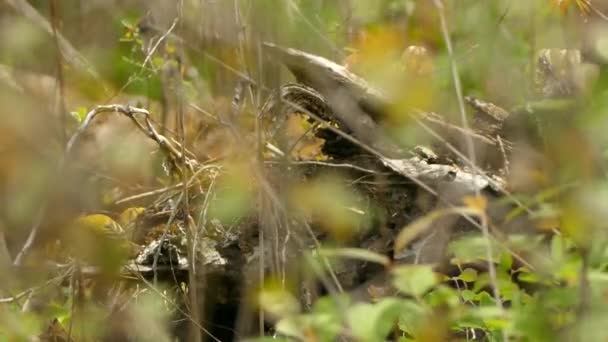 美丽敏捷的野生莺鸟在健康纯净的森林地面碎屑中繁衍生息 — 图库视频影像