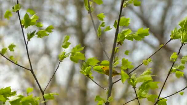 風の強い春の晴れた日に抵抗する強い小さな素晴らしい黄色のバーブラー鳥 — ストック動画